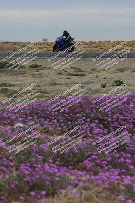 media/Jan-14-2023-SoCal Trackdays (Sat) [[497694156f]]/Turn 14 Exit Bloomig (145pm)/